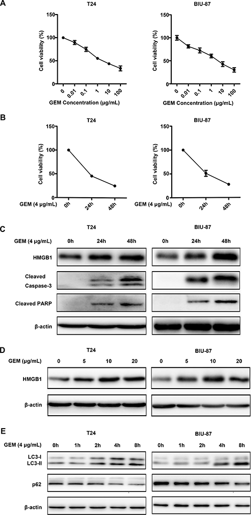 Gemcitabine induces apoptotic cell death and HMGB1 expression in bladder urothelial carcinoma cells.