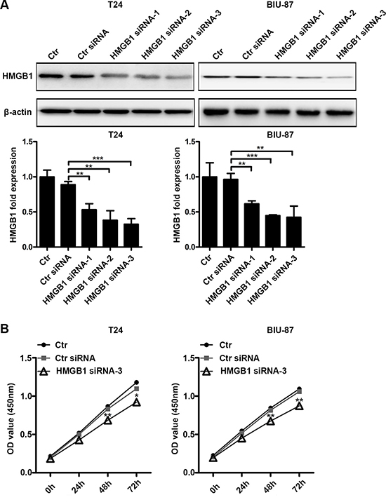 Suppressing HMGB1 expression results in declined cell viability.