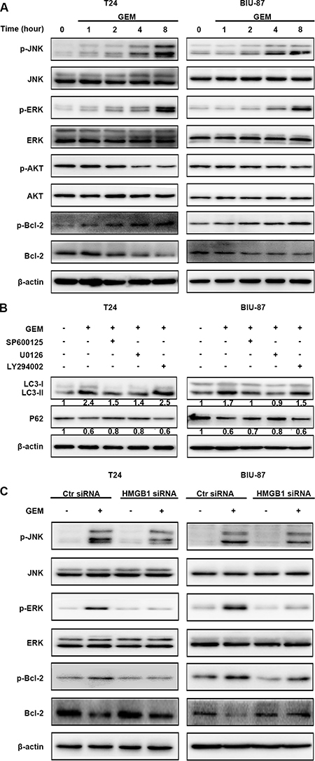 HMGB1 mediates GEM-induced JNK and ERK for autophagy activation in bladder cancer cells.