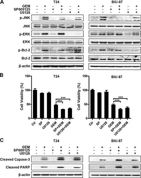 Blockage of JNK or ERK suppresses Bcl-2 phosphorylation and enhances GEM&#x2019;s cytotoxicity in bladder cancer cells.