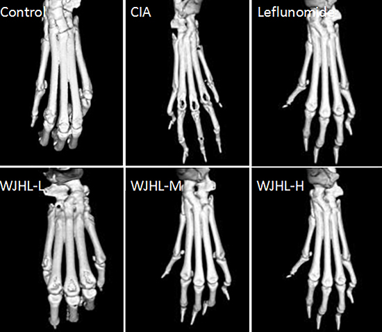 Effect of WJHL on the treatment of joint injury in CIA mice tested by MICRO-CT.