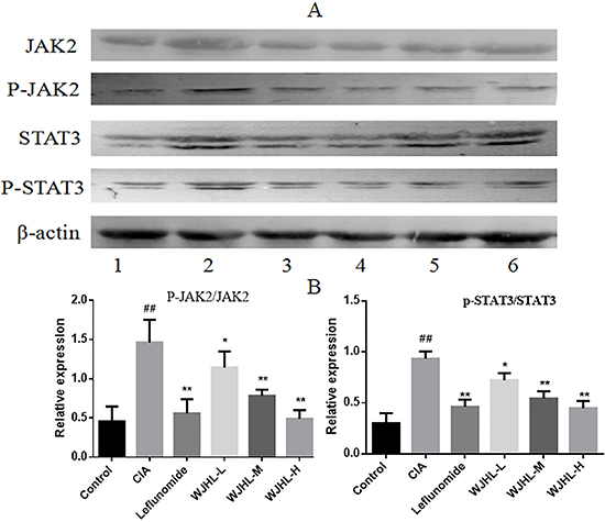 Protein expressions of JAK2, p-JAK2, STAT3, and p-STAT3 in synovial tissues of CIA mice.
