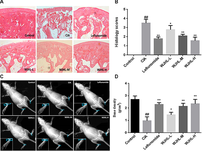 Effect of WJHL on the pathology of ankle tissue of CIA mice.