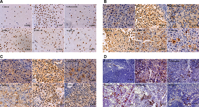 Effect of WJHL on the expressions of JAK2, p-JAK2, STAT3, and p-STAT3 in the spleen of CIA mice tested by immunohistochemistry.
