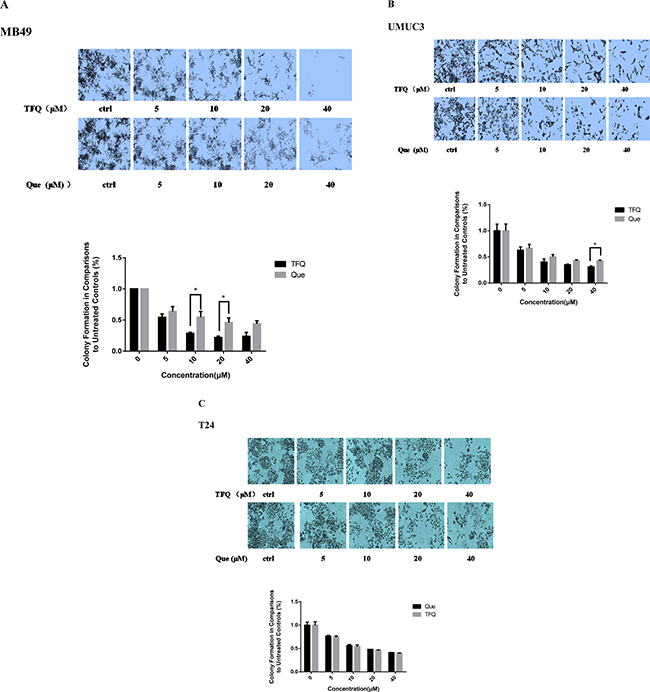 Evaluation of colony suppression of TFQ or Que on 3 bladder cancer cell lines.