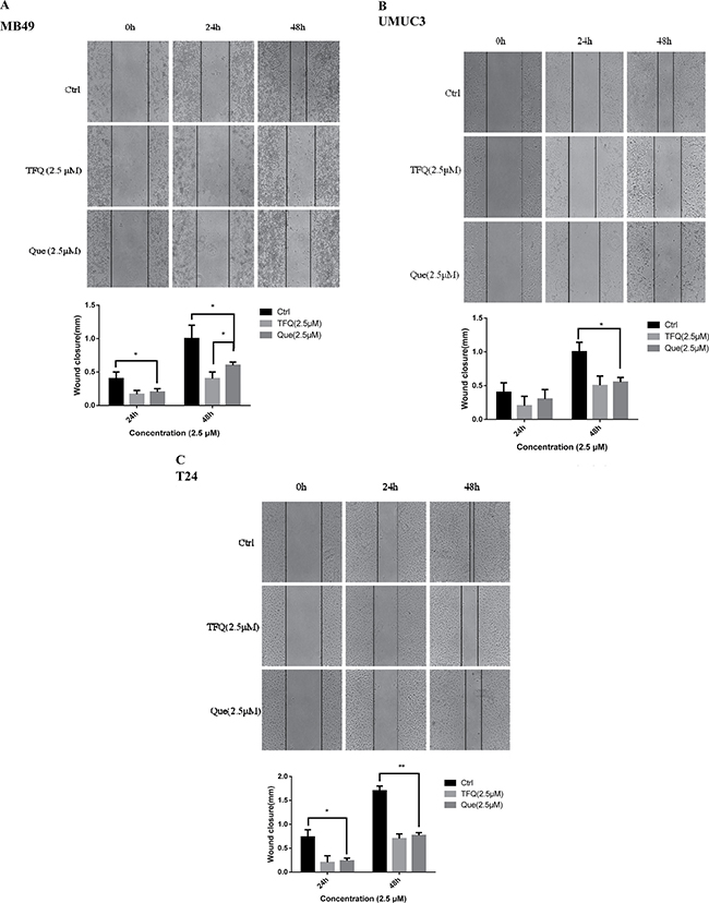 TFQ or Que treatment showed impaired migration in wound healing assays.