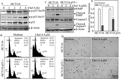 Fig 2: p53 induction mediated Chel A-induced apoptosis.