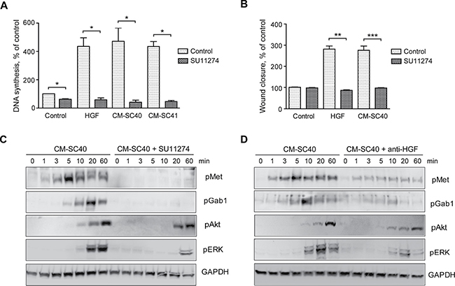 Pancreatic stellate cell-induced cancer cell migration and DNA synthesis are inhibited by blocking HGF signaling.