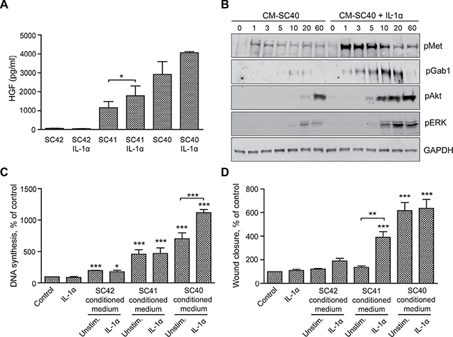 IL-1&#x03B1;-stimulated PSCs increase HGF secretion and enhance cancer cell migration and DNA synthesis.