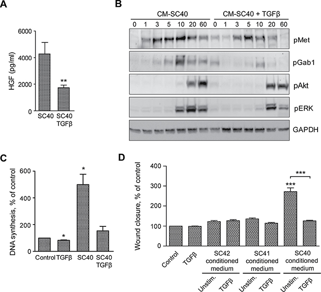 TGF&#x03B2;-stimulated PSCs reduces HGF secretion and enhance cancer cell migration and DNA synthesis.