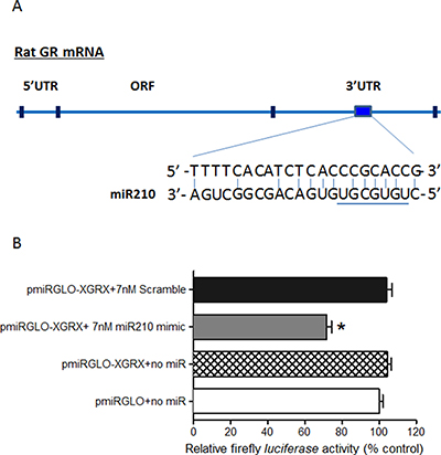 MiR-210 directly binds to the 3&#x2032;-UTR of GR mRNA.