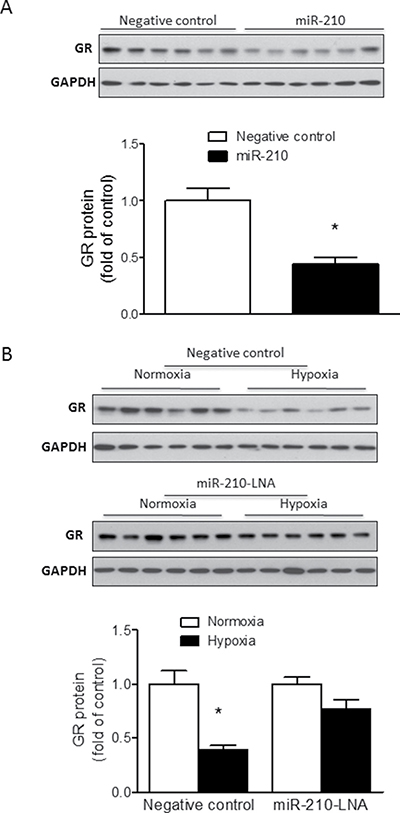 MiR-210 reduces GR protein abundance in fetal rat cardiomyocytes.