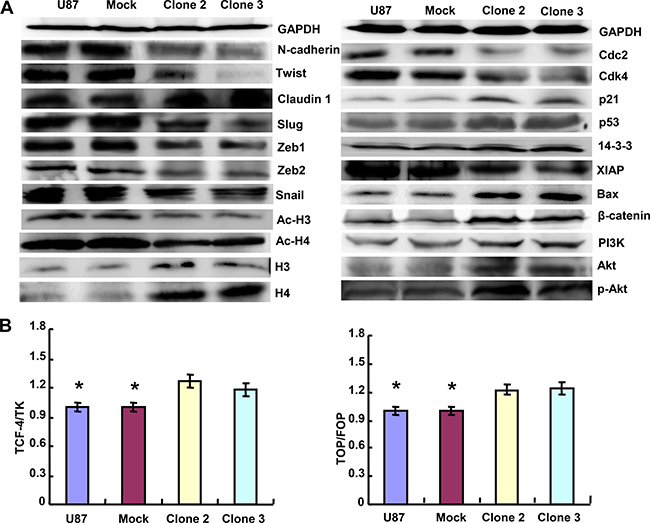 ING5 altered the expression and transcriptional activity of phenotypes-related proteins in U87 cells.