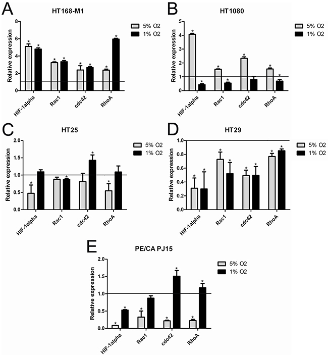 mRNA expression of HIF-1&#x03B1;, RhoA, Rac1 and cdc42 under normoxic and hypoxic conditions.