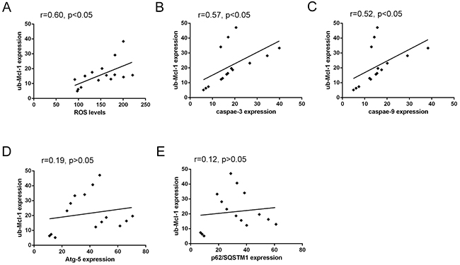 Correlated trend between Mcl-1 polyubiquitination and ROS levels, Atg-5, p62/SQSTM1, Caspase-3 or Caspase-9 expression.