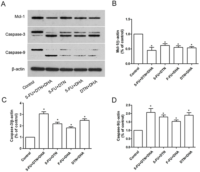 Characteristics of Mcl-1, Caspase-3 and Caspase-9 expression in xenograft tumor mice.