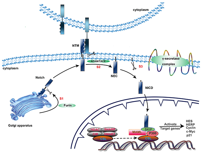 Activation of the Notch signaling pathway.