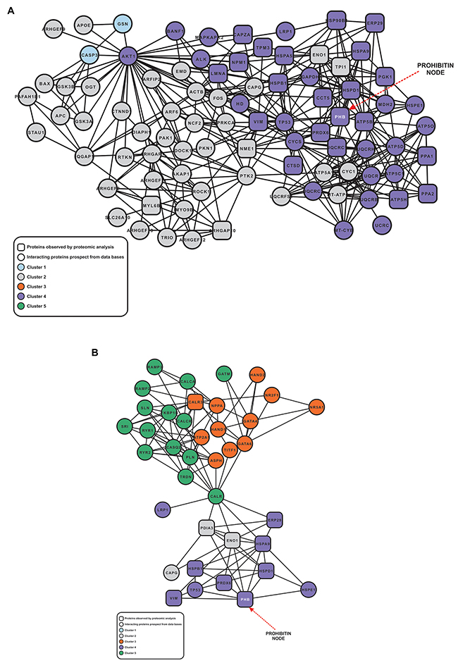 Subnetwork of proteins associated different cellular process.