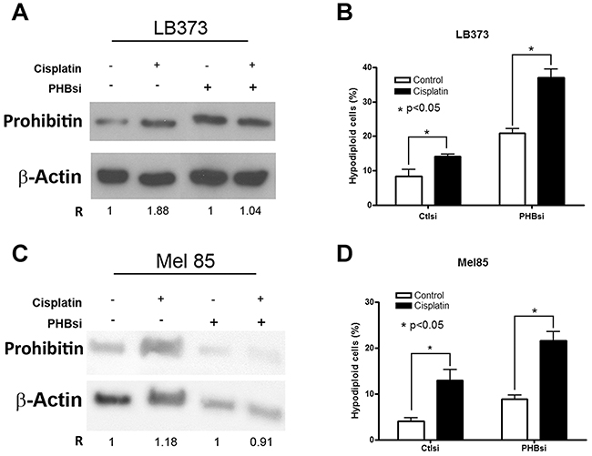 Prohibitin accumulation protects against cisplatin-induced cell death.