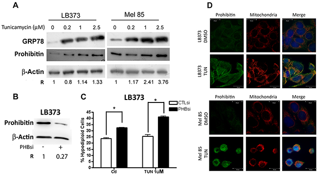 Prohibitin accumulation protects against tunicamycin-induced cell death.