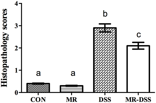 Histopathology scores given for mice in the control group and COS groups after 7 days of DSS administration.