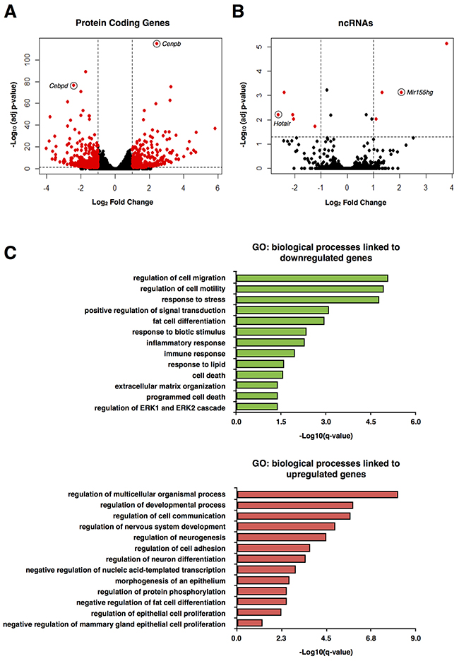 RNA-seq analysis of protein-coding genes and ncRNAs in mouse preadipocytes.