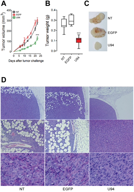 U94 expression impairs tumor growth in vivo.
