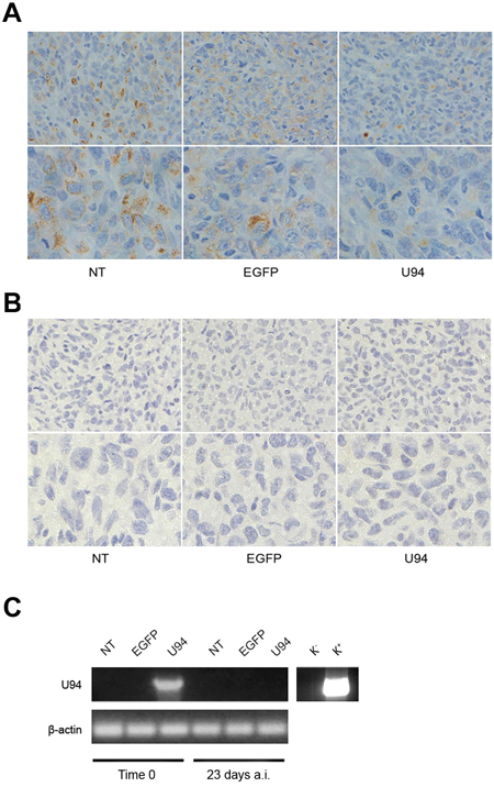U94 induces MET of xenografted tumor cells.