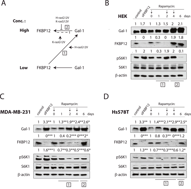Rapamycin induces downmodulation of FKBP12 thus increasing galectin-1 expression.