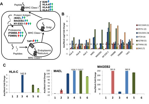 AZA activates genes involved in antigen presentation and processing in breast, colorectal, and ovarian cancers.