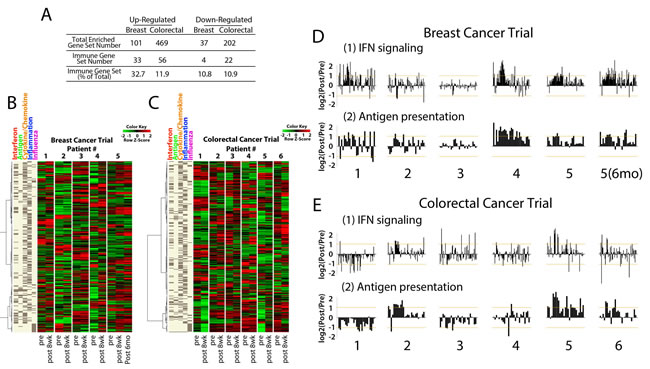 Core biopsies from breast and colorectal cancer patients treated with AZA/entinostat show upregulation of the AIM genes.