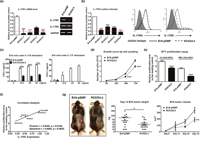 Specific knockdown of IL-17RC expression in B16 melanoma cells attenuates tumor growth in vitro and in vivo.
