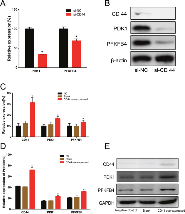 The relative expressions of PDK1 and PFKFB4 in mRNA and protein after CD44 knockdown in PC-3 cells and CD44 overexpression in LNCaP cells.