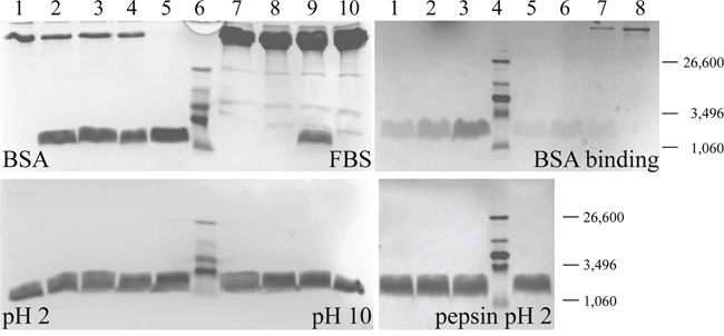 Stability and binding studies on peptide R-DIM-P-LF11-334.