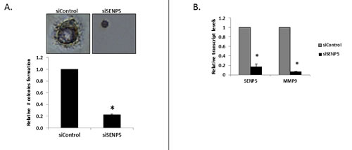 Phenotypic effect of SENP5 on breast cancer cells.