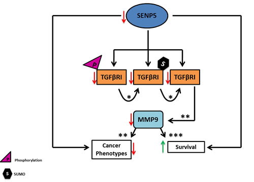 A decrease in SENP5 levels mediates TGF&#x3b2;RI post translation modifications.