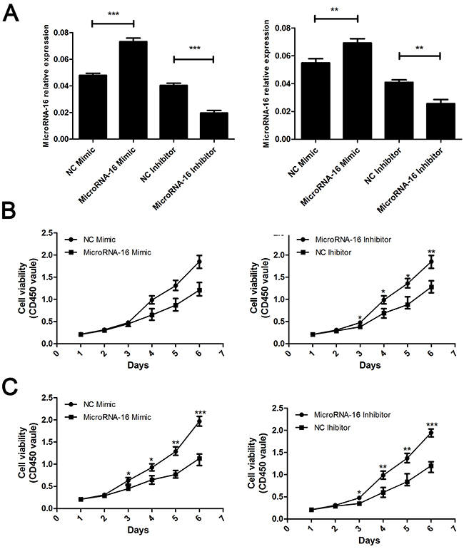 MiR-16 suppresses CCA cell proliferation in vitro by CCK8 assay.