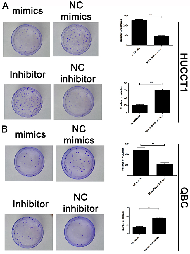 MiR-16 suppresses CCA cell proliferation in vitro by colony formation assay.