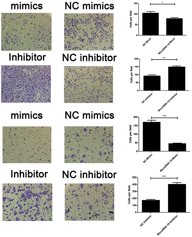 MiR-16 inhibits CCA cell invasion in vitro.