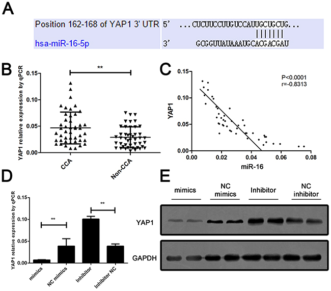 YAP1 is a down-stream target and negatively regulated by miR-16 in CCA cells.