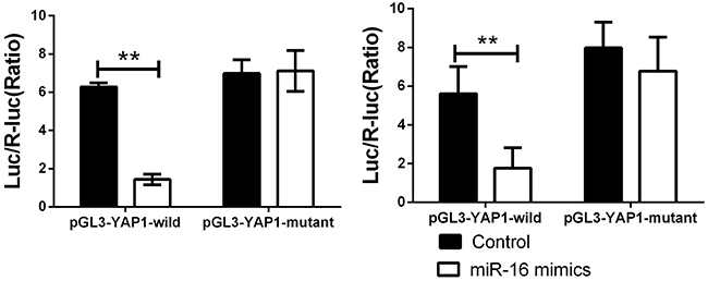 miR-16a could directly binding with YAP1 3&#x2019;UTR.