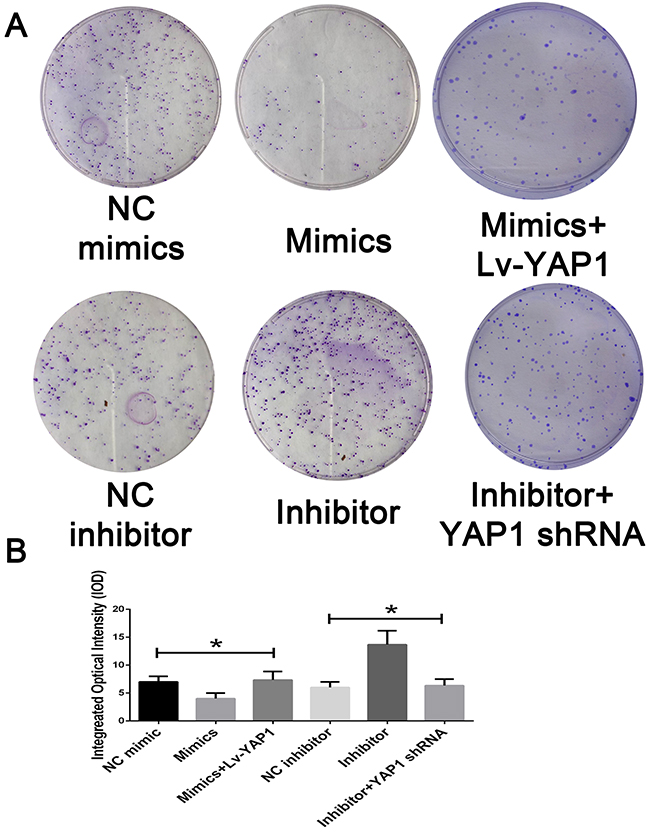 Mir-16 inhibits cell proliferation through the YAP1-dependent manner.