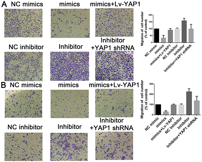 Mir-16 inhibits cell invasion through the YAP1-dependent manner.