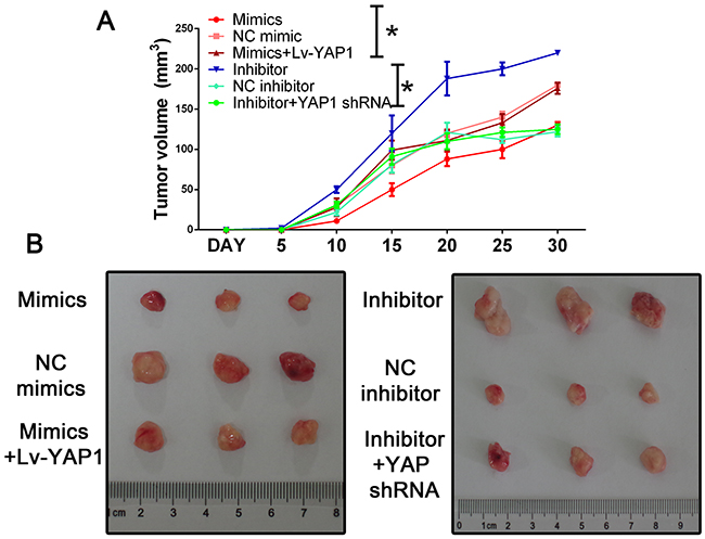 Mir-16 inhibits tumor growth through the YAP1-dependent manner.