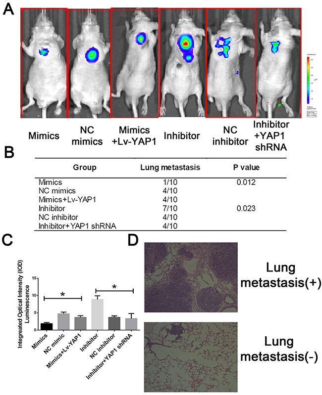 MiR-16 inhibits CCA metastasis in vivo through the YAP1-dependent manner.