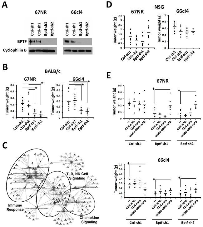 NK cells are required to reduce BPTF KD 67NR and 66cl4 tumor weight.