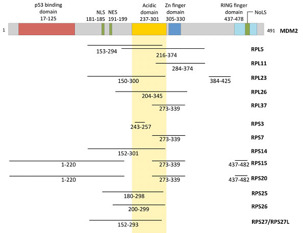 Functional domains of MDM2 and the regions that are bound by various RPs.