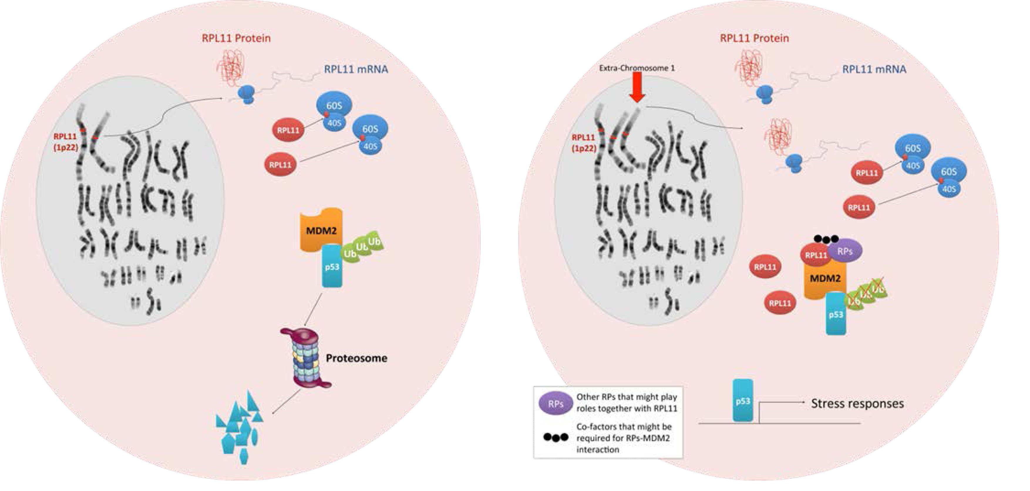 Models depicting aneuploidy-based imbalances in RPs that result in the activation of the stress response via MDM2 binding and p53 activation.