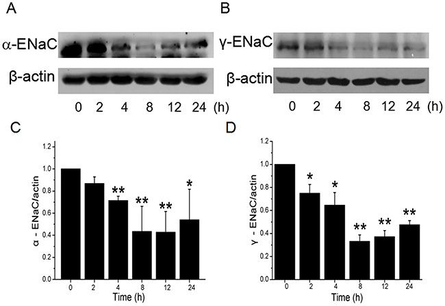 Effects of CRO on the protein expression level of ENaC &#x03B1;- and &#x03B3;-subunits in H441 cells.