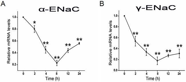 CRO reduces the transcriptional expression of ENaC &#x03B1;- and &#x03B3;-subunits.